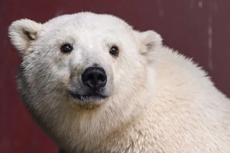 Белых медведей из казанского зоопарка в жару кормят ледяными шайбами с рыбой, а бурых балуют мороженым