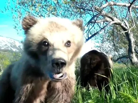 Медведица с медвежонком сделали селфи в Южно-Камчатском заказнике