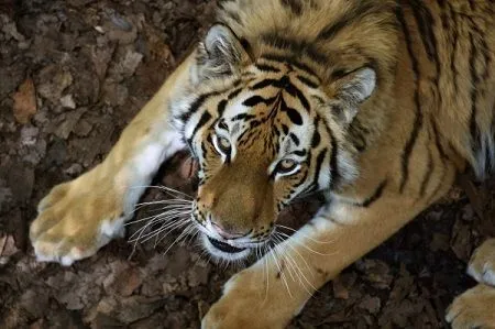 Амурский тигр вышел к дороге вблизи нацпарка "Земля леопарда" в Приморье