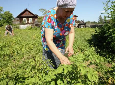 Слухи о штрафах за посадку картошки из своих клубней не соответствуют действительности