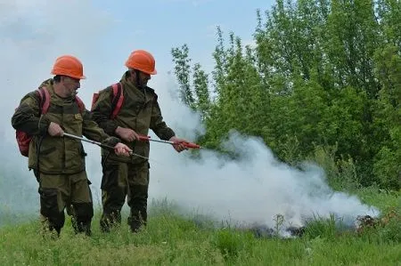 В Брянской области введен запрет на посещение лесов