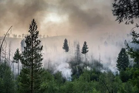 Еще несколько лесных пожаров вспыхнули во Владимирской области