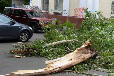 Около 50 деревьев повалил тайфун в Южно-Сахалинске