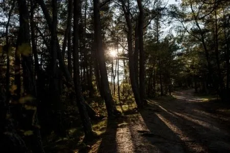 Челябинский бор защитят экологическими тропами от вытаптывания