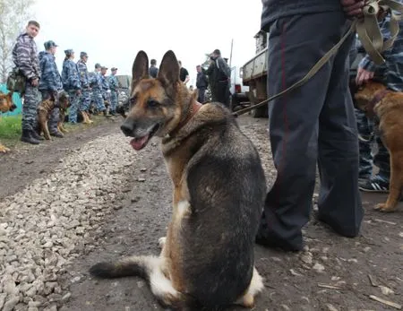 Военные и спасатели продолжают поиск пилотов Л-39, потерпевшего крушение у Должанской косы на Азове