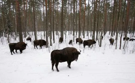 Более 20 новорожденных зубров насчитали в калужском заповеднике