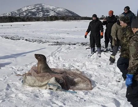 Морской лев заблудился в лесу на Южных Курилах