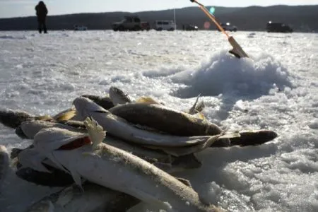 Уголовное дело по факту незаконного вылова муксуна возбуждено на Ямале