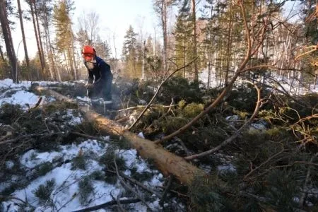 Волгоградская область направит 3 млрд рублей на развитие лесного хозяйства