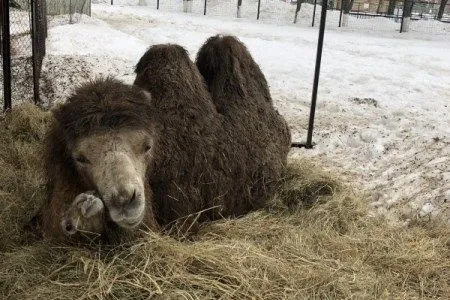 Редкий белый малыш родился у верблюдицы Снежки в пензенском зоопарке