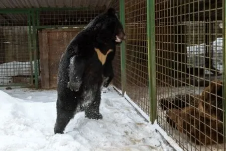 Гималайский медвежонок вернулся в тайгу после года реабилитации в Приморье