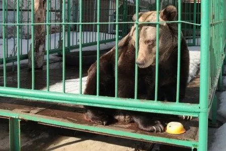 Живой символ Ярославля - медведица Маша - вышла из спячки