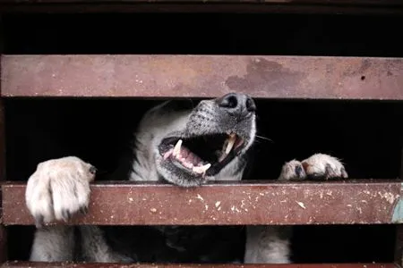 Уголовное дело возбуждено после нападения собак на ребенка в Благовещенске