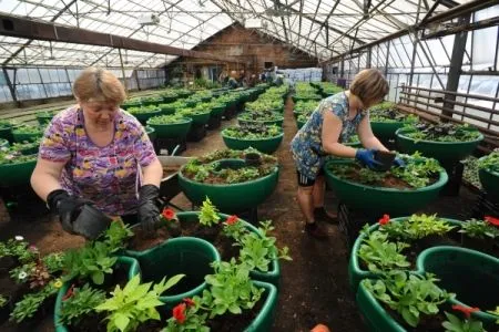 Около 267 тыс. летних растений высадят весной на площадях и улицах Новгорода