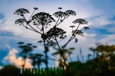 Опасные растения Калужской области занесут в "Черную книгу" региона