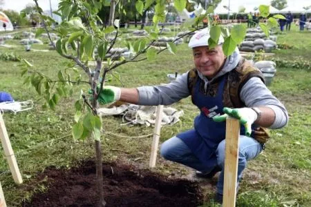 Более 245 тысяч человек приняли участие в акции "Лес Победы" в Подмосковье