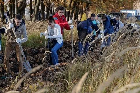 Более 100 га леса восстановят в Тульской области в 2019 году