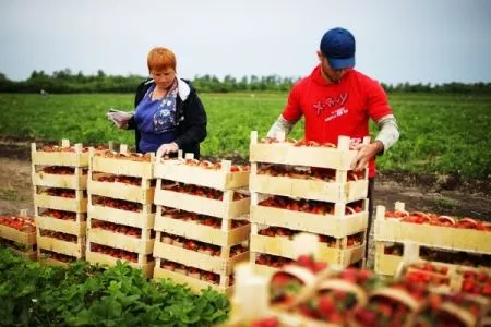 Сбор клубники в Подмосковье стартует в первой декаде июня