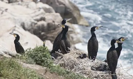 Ученые Дальневосточного морского заповедника впервые проводят учет гнездящихся птиц с помощью беспилотников