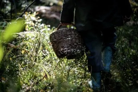 Пятилетняя девочка, пропавшая три дня назад в Нижегородской области, найдена живой