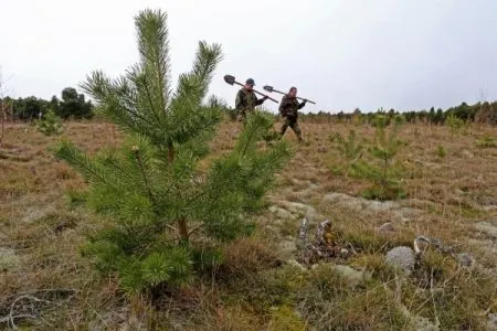 Ели, сосны и рябины высадили в Курортном районе Петербурга