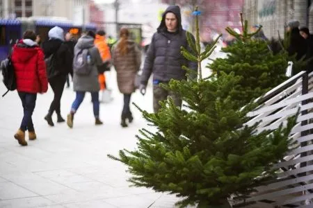 Елочные базары заработают в Подмосковье в середине декабря