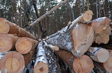 Уголовное дело о незаконной рубке леса на 9 млн рублей возбуждено в Красноярском крае