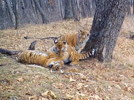 Редкое видео с амурскими тигрятами получили в нацпарке "Земля леопарда"