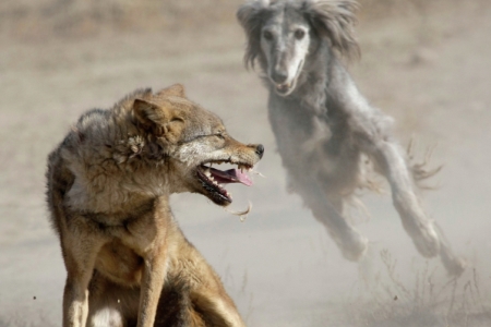 Отстрел волков проведут в шести районах Тюменской области