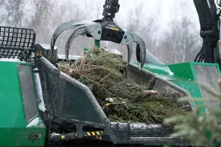 Три пункта приема новогодних елей будут работать в Химках