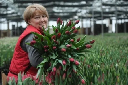 Тепличные комплексы Подмосковья поставили к 8 марта более 3 млн штук цветов