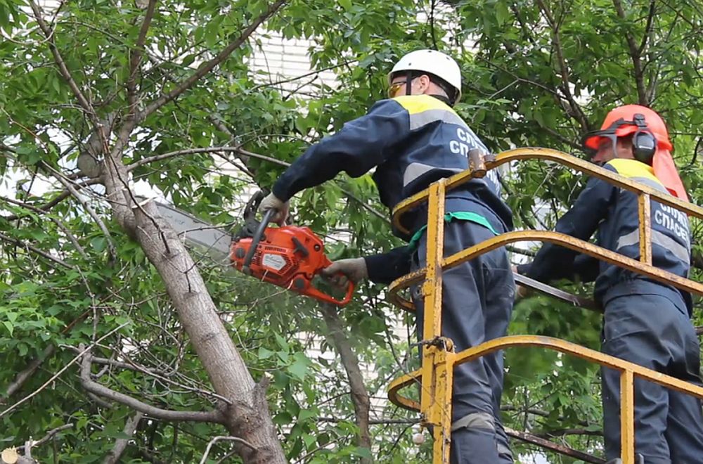 Мэрия Москвы намерена ликвидировать последствия урагана за два дня