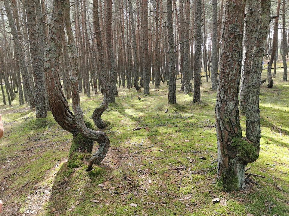 Куршская коса может стать местом гибели перелетных птиц после строительства отеля