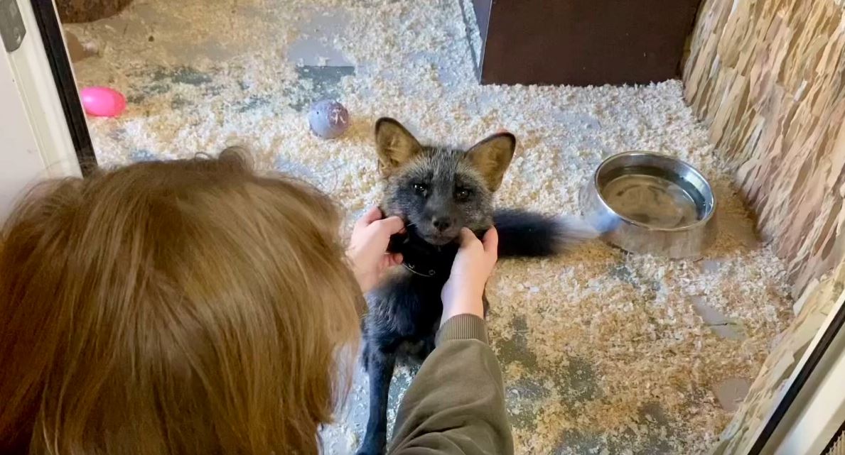 Бурый лисенок Персей поселился в Ленинградском зоопарке