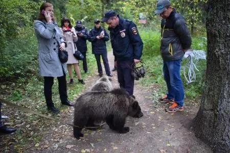 Двух ручных медвежат нашли в парке Зеленограда