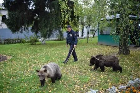 Двух ручных медвежат нашли в парке Зеленограда