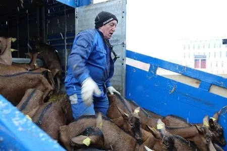 Стадо французских коз стоимостью 1 млн евро прибыло в новое хозяйство "УГМК-Агро"