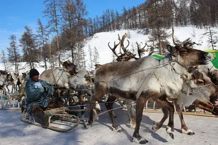 Гонки на оленях и соревнования по национальным видам спорта прошли на слете оленеводов в Магаданской области