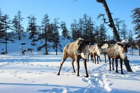 Гонки на оленях и соревнования по национальным видам спорта прошли на слете оленеводов в Магаданской области