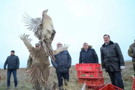 Сотню птенцов фазана выпустили в дикую природу в Астраханской области