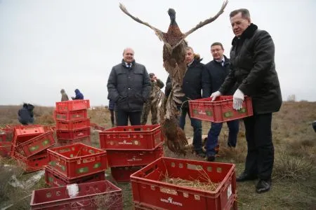 Сотню птенцов фазана выпустили в дикую природу в Астраханской области