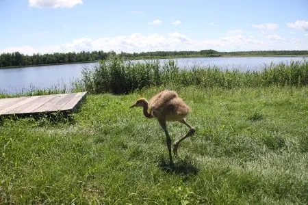 Станцию реинтродукции редких журавлей и аистов в Приамурье электрифицировали