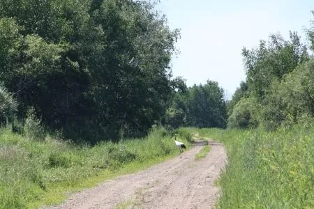 Станцию реинтродукции редких журавлей и аистов в Приамурье электрифицировали