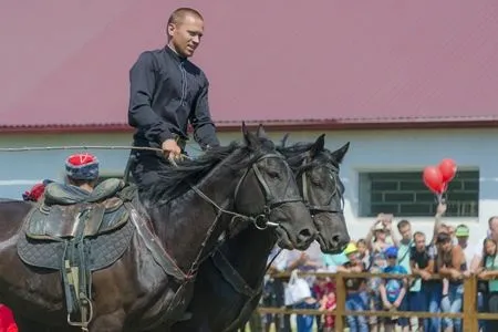 Лучшую кобылу и жеребца выбрали на  шоу арабских лошадей на Ставрополье