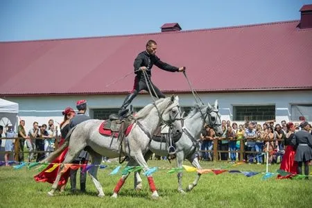 Лучшую кобылу и жеребца выбрали на  шоу арабских лошадей на Ставрополье