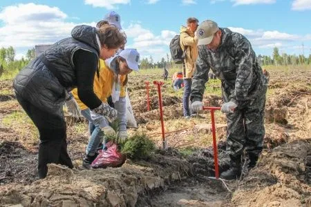 Около 300 тыс. сеянцев сосны посадят в Тюменской области в рамках акции по восстановлению лесов