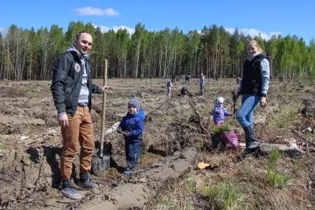 Около 300 тыс. сеянцев сосны посадят в Тюменской области в рамках акции по восстановлению лесов