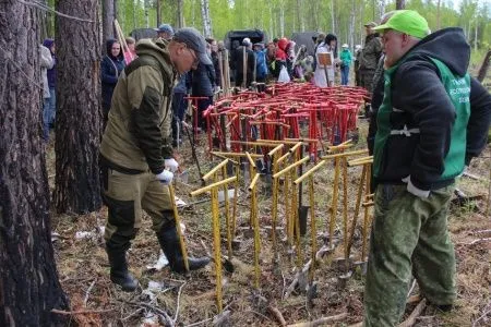 Около 300 тыс. сеянцев сосны посадят в Тюменской области в рамках акции по восстановлению лесов