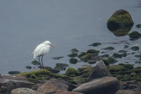 Ученые Дальневосточного морского заповедника впервые проводят учет гнездящихся птиц с помощью беспилотников