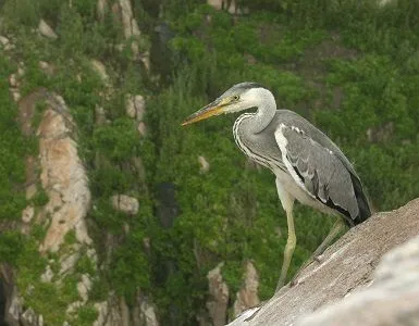 Ученые Дальневосточного морского заповедника впервые проводят учет гнездящихся птиц с помощью беспилотников